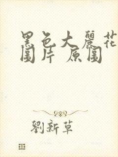 黑色大丽花真实图片 原图