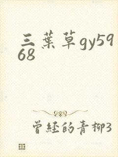 三叶草gy5968