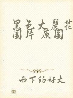 黑色大丽花真实图片 原图