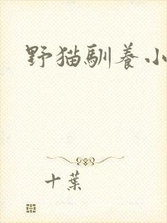 野猫驯养小说