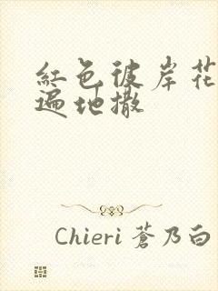 红色彼岸花花瓣遍地撒