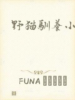 野猫驯养小说