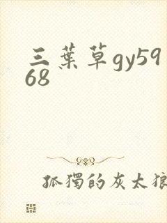 三叶草gy5968