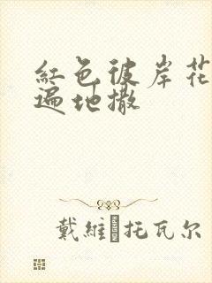 红色彼岸花花瓣遍地撒