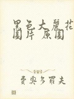 黑色大丽花真实图片 原图封面