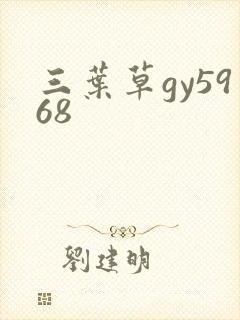 三叶草gy5968