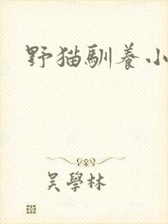 野猫驯养小说