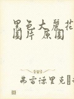 黑色大丽花真实图片 原图