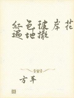 红色彼岸花花瓣遍地撒