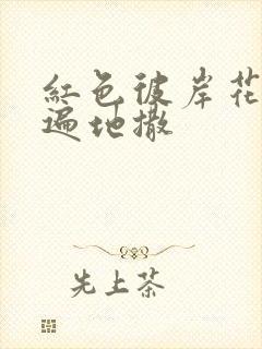 红色彼岸花花瓣遍地撒
