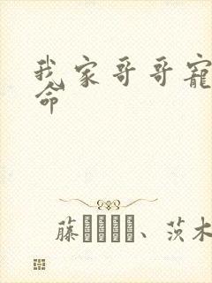 我家哥哥宠妹如命