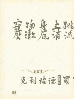 宠物身上跳蚤怎么彻底消灭