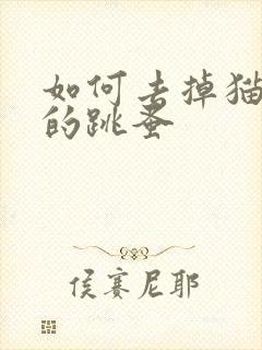 如何去掉猫身上的跳蚤