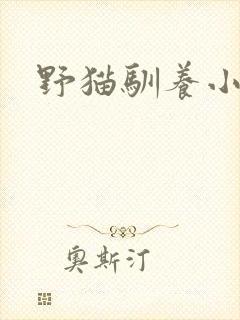 野猫驯养小说封面