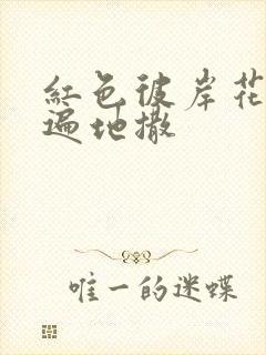 红色彼岸花花瓣遍地撒