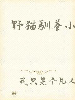 野猫驯养小说