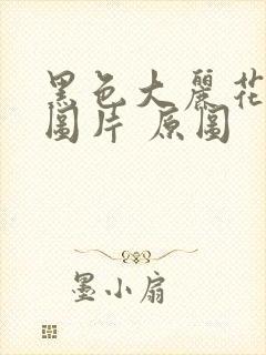 黑色大丽花真实图片 原图