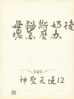 母猫断奶后有硬块怎么办封面