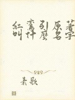 红鸾引原著小说叫什么名字封面