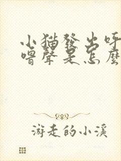 小猫发出呼噜呼噜声是怎么回事?