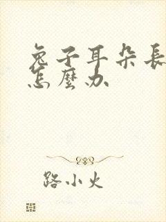 兔子耳朵长虫子怎么办