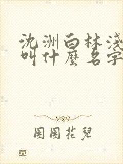 沈洲白林浅小说叫什么名字