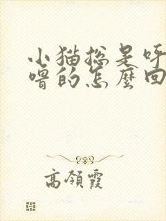 小猫总是呼噜呼噜的怎么回事