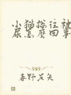 小猫总往被子上尿怎么回事