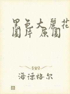 黑色大丽花真实图片 原图