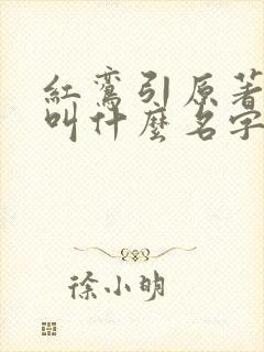 红鸾引原著小说叫什么名字