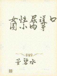 女性尿道口长一圈小肉芽
